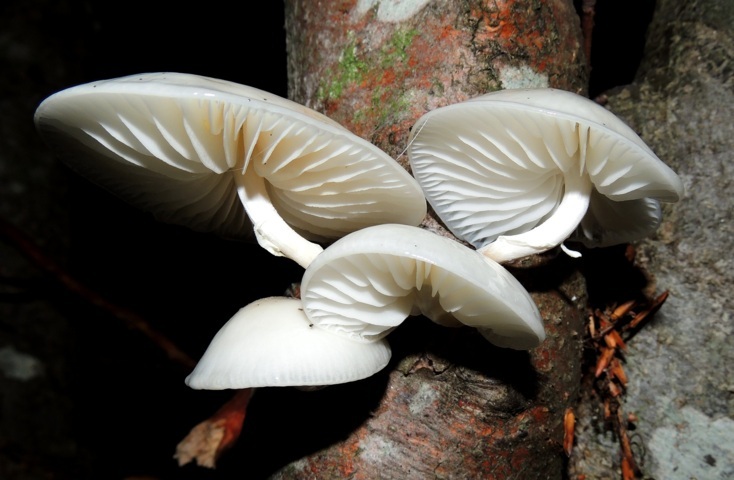 oudemansiella mucida